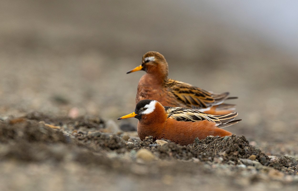 Thorshühnchen Phalaropus fulicarius Juni 2025