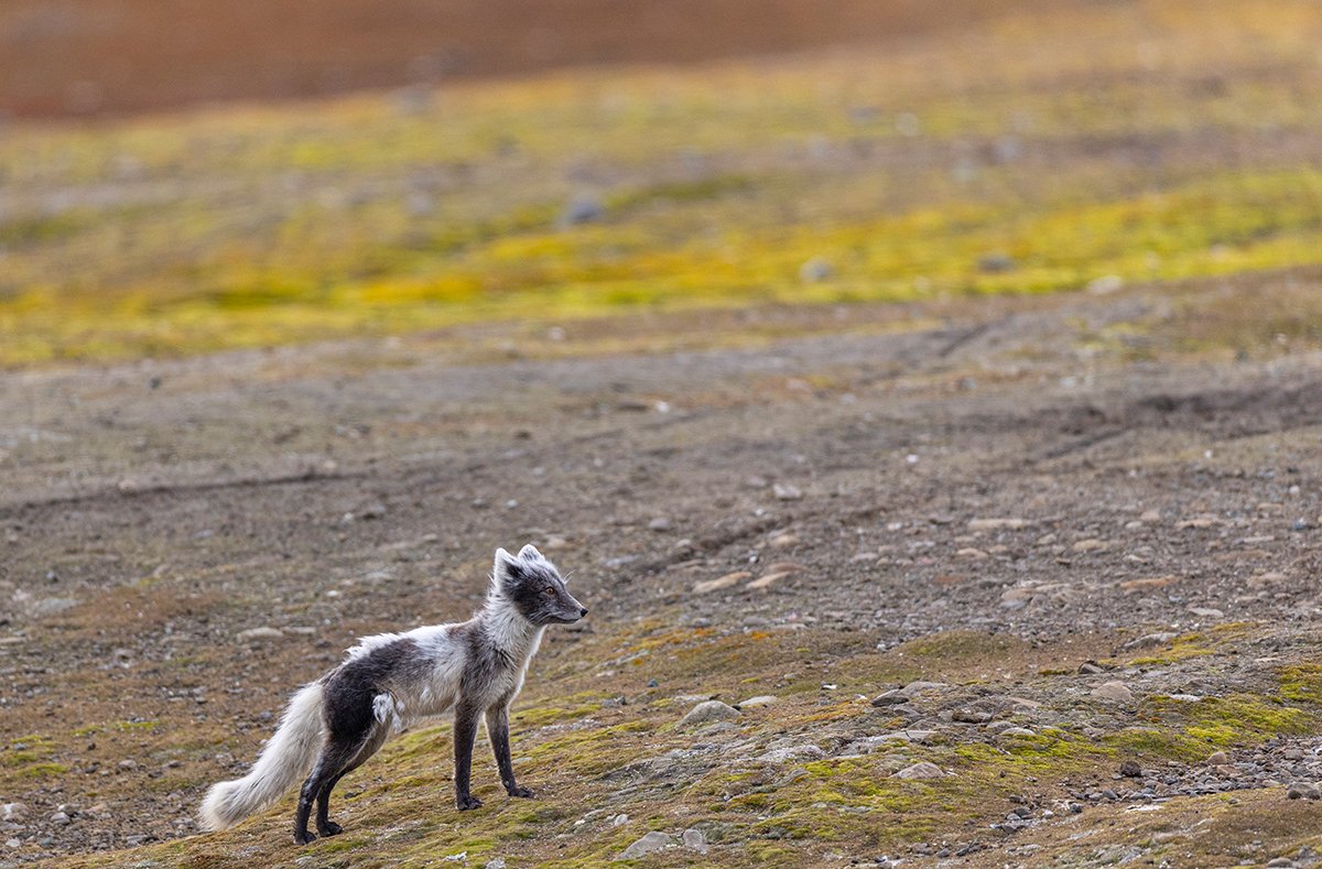 Polarfuchs Vulpes lagopus Juni 2025