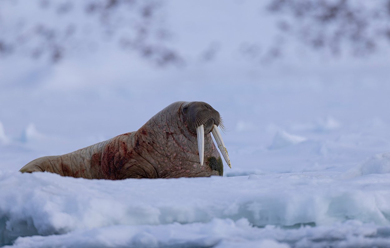 Walross Odobenus rosmarus Mai 2025