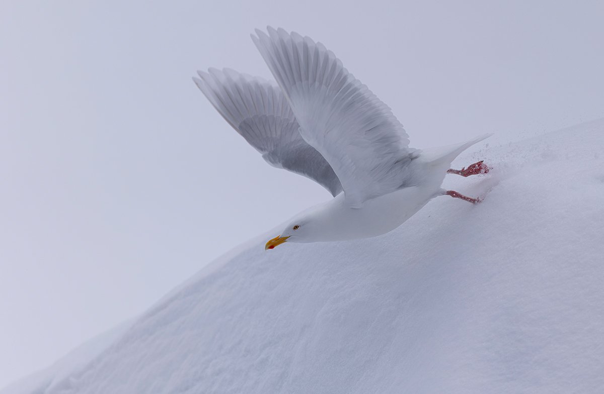Eismöwe Larus hyperboreus Juni 2025