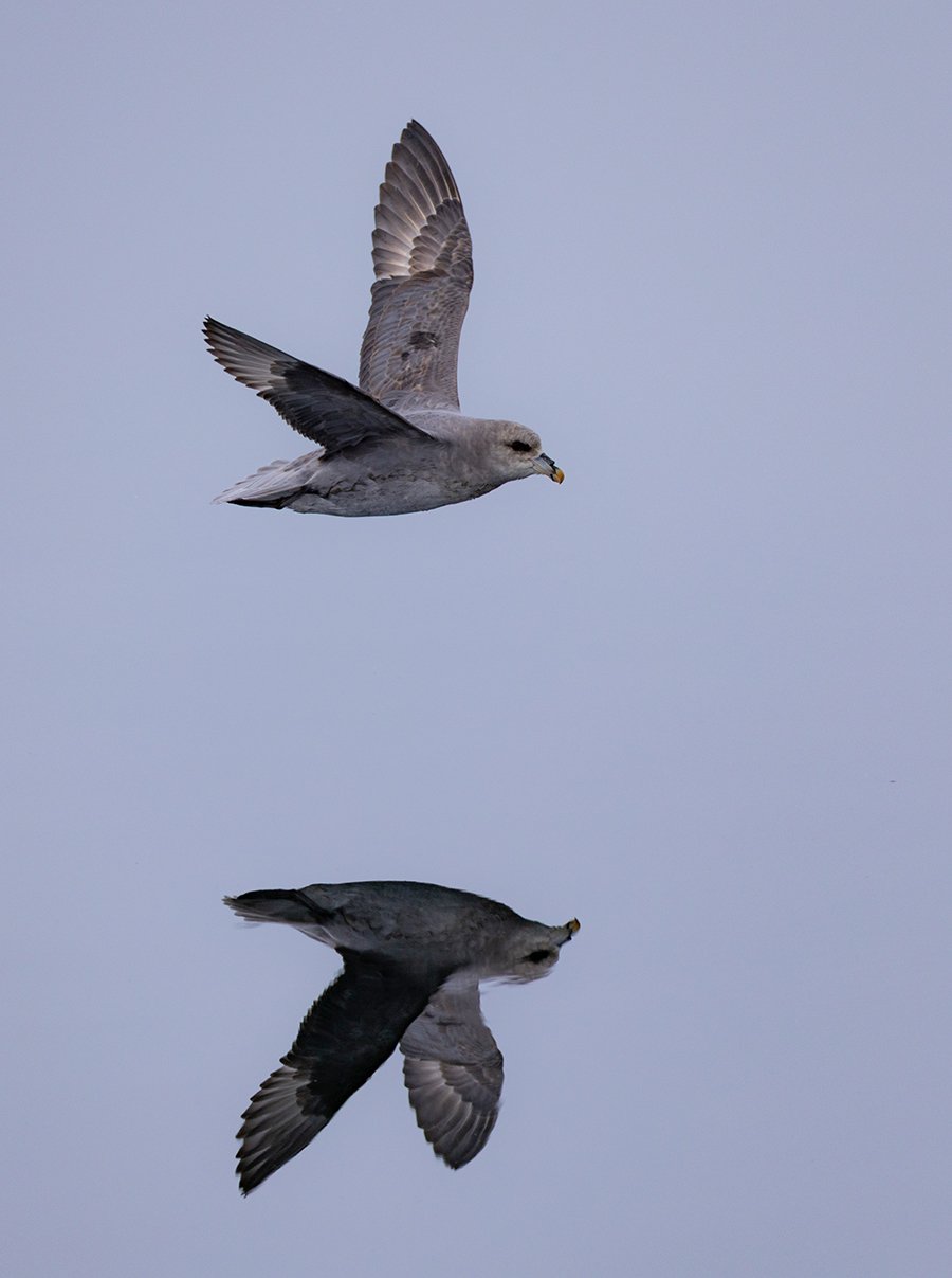 Eissturmvogel Fulmarus glacialis Canon R 5 II 4,5 / 600 mm 1 / 2500 sec ISO 320 9:31 Uhr 3.06.2025