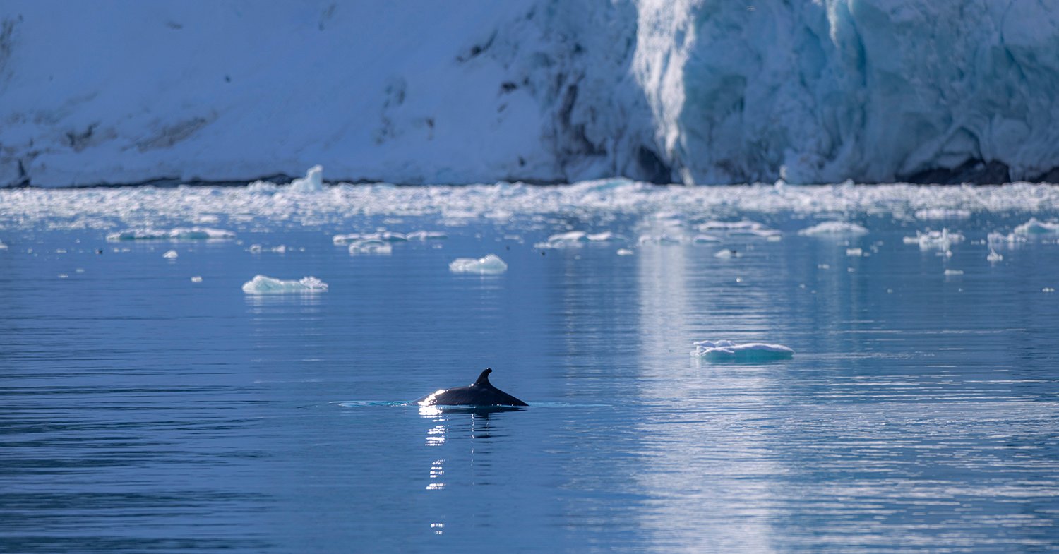 Minkwal Balaenoptera acutorostrata Juni 2025