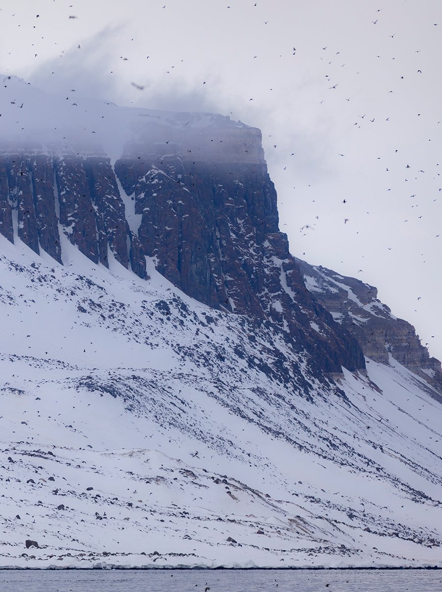 Brutplatz Dickschnabellumme Uria lomvia > 500 000 Paare Spitzbergen Juni 2025