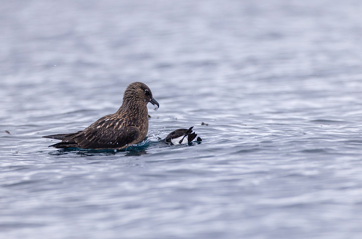 Beutegreifer Große Raubmöwe Stercorarius skua