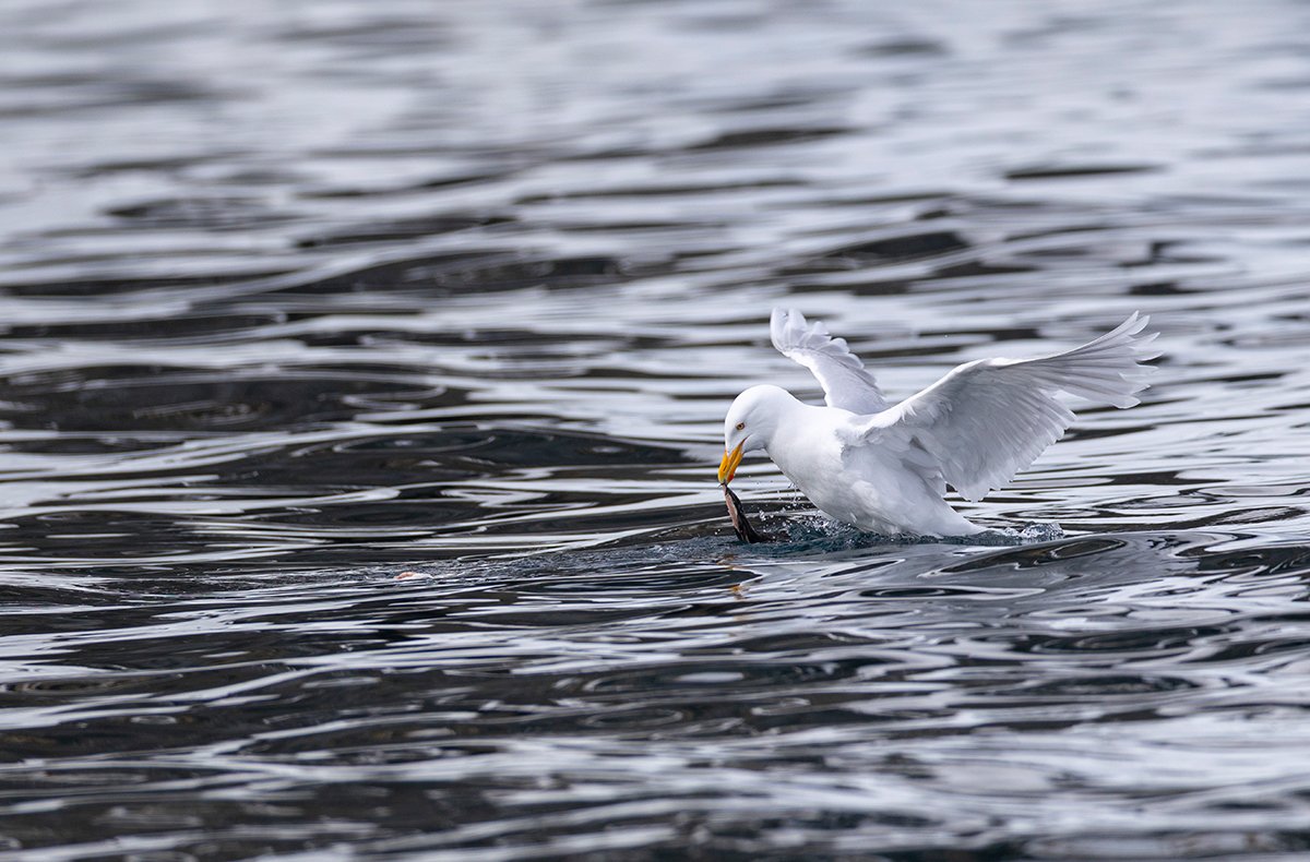 Beutegreifer Eismöwe Larus hyperboreus