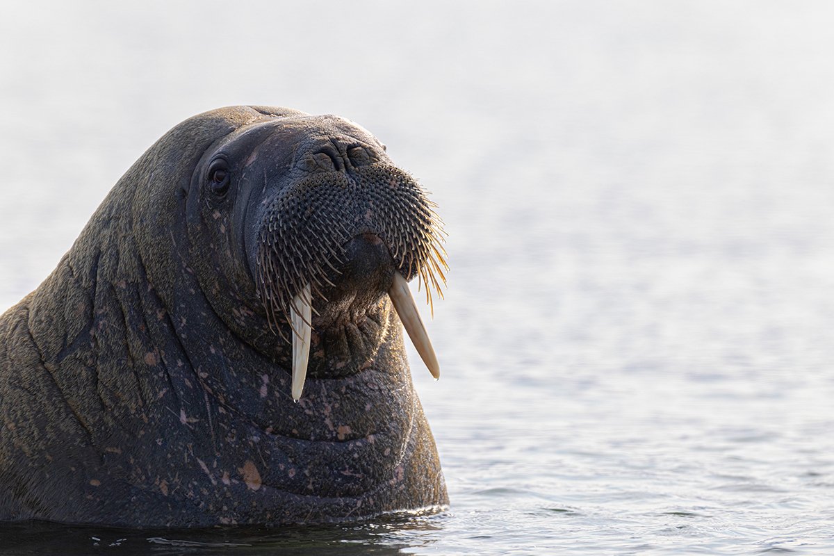 Walross Odobenus rosmarus Canon R 5 II 7,1 / 600 mm 1 / 1600 sec ISO 400 5.06.2025 17:01 Uhr