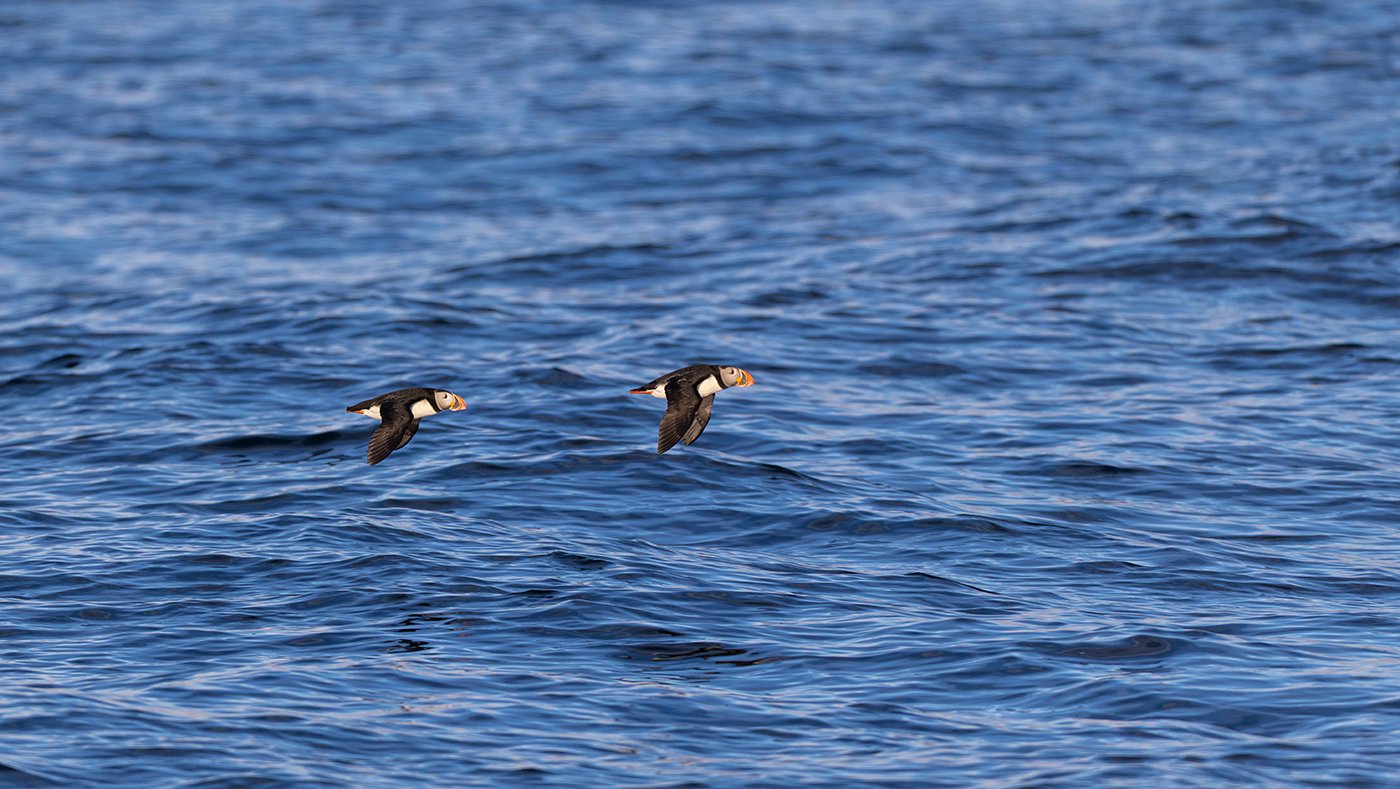Papageitaucher Fratercula arctica Juni 2025