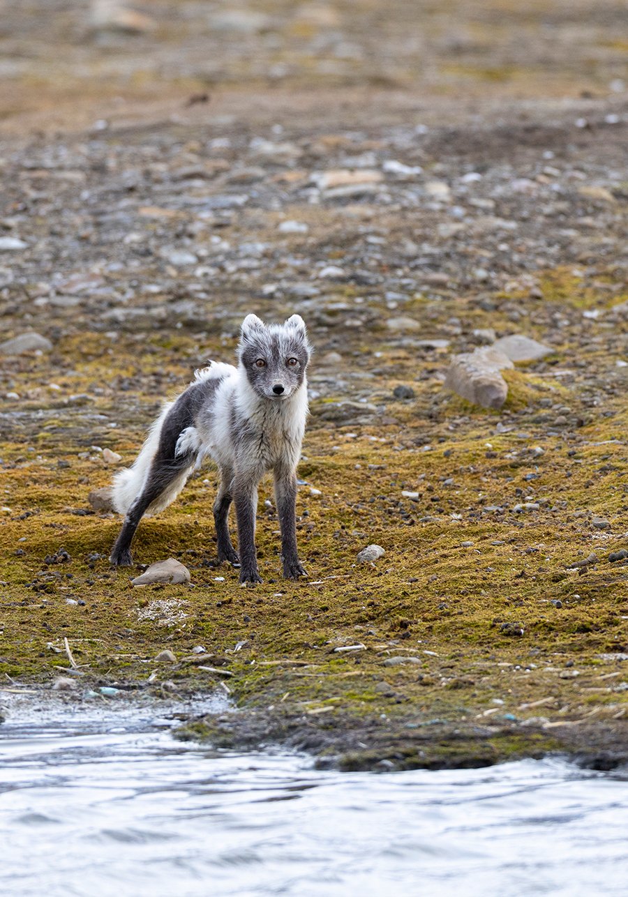 Polarfuchs Vulpes lagopus Canon R 5 II 4,5 / 600 mm 1 / 2500sec ISO 1000 11.06.2025 5:15 Uhr Spitzbergen