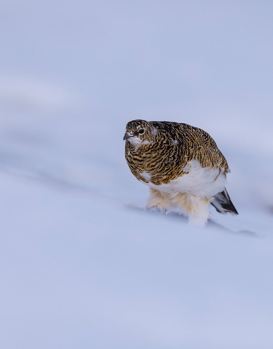 Alpen Schneehuhn Lagopus muta Canon R 5 II 4,5 / 600 mm 1 / 2500 sec ISO 200 2.06.2025 16:38 Uhr Spitzbergen