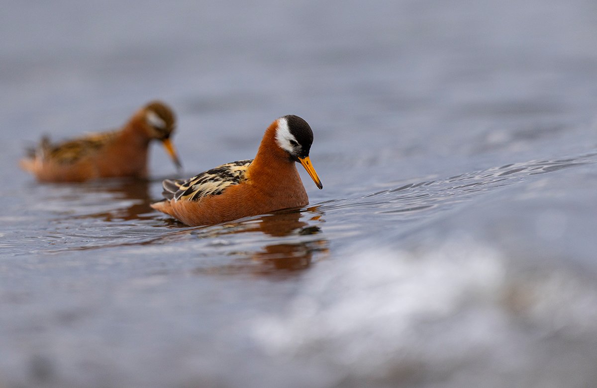 Thorshühnchen Phalaropus fulicarius Spitzbergen Juni 2025