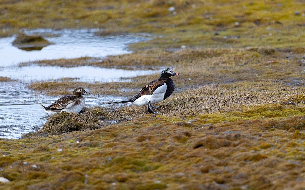 Eisente Clangula hyemalis Spitzbergen Juni 2025