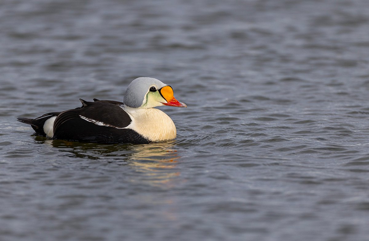 Prachteiderente Somateria spectabilis Spitzbergen Juni 2025