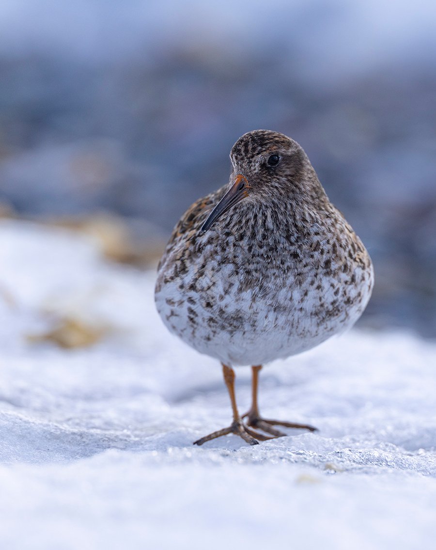 Meerstrandläufer Calidris maritima Canon R 5 II 4 / 600 mm 1 / 2500 sec ISO 500 2.06.2025 17:04 Uhr Spitzbergen