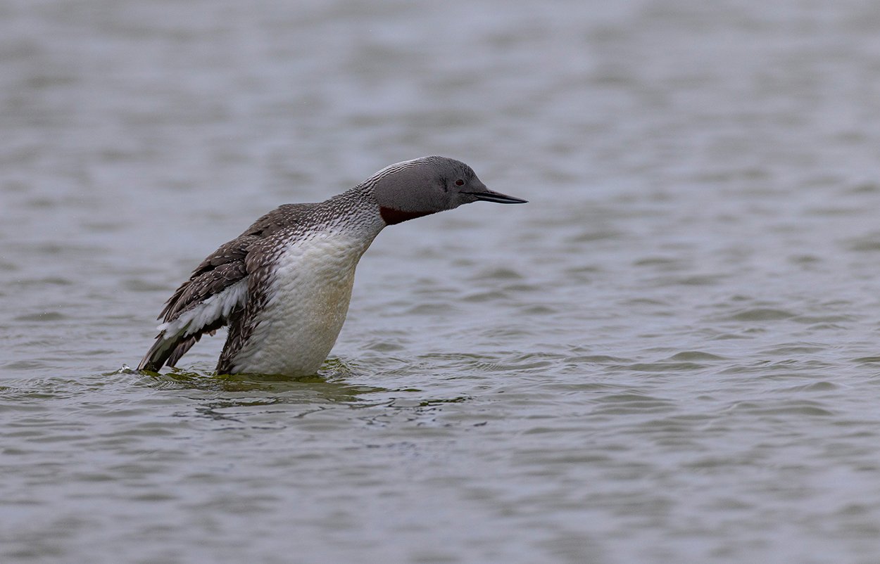 Sterntaucher Gavia stellata Canon R 5 II 4,5 / 600 mm 1 / 2000 sec ISO 800 7.06.2025 21:16 Uhr Spitzbergen