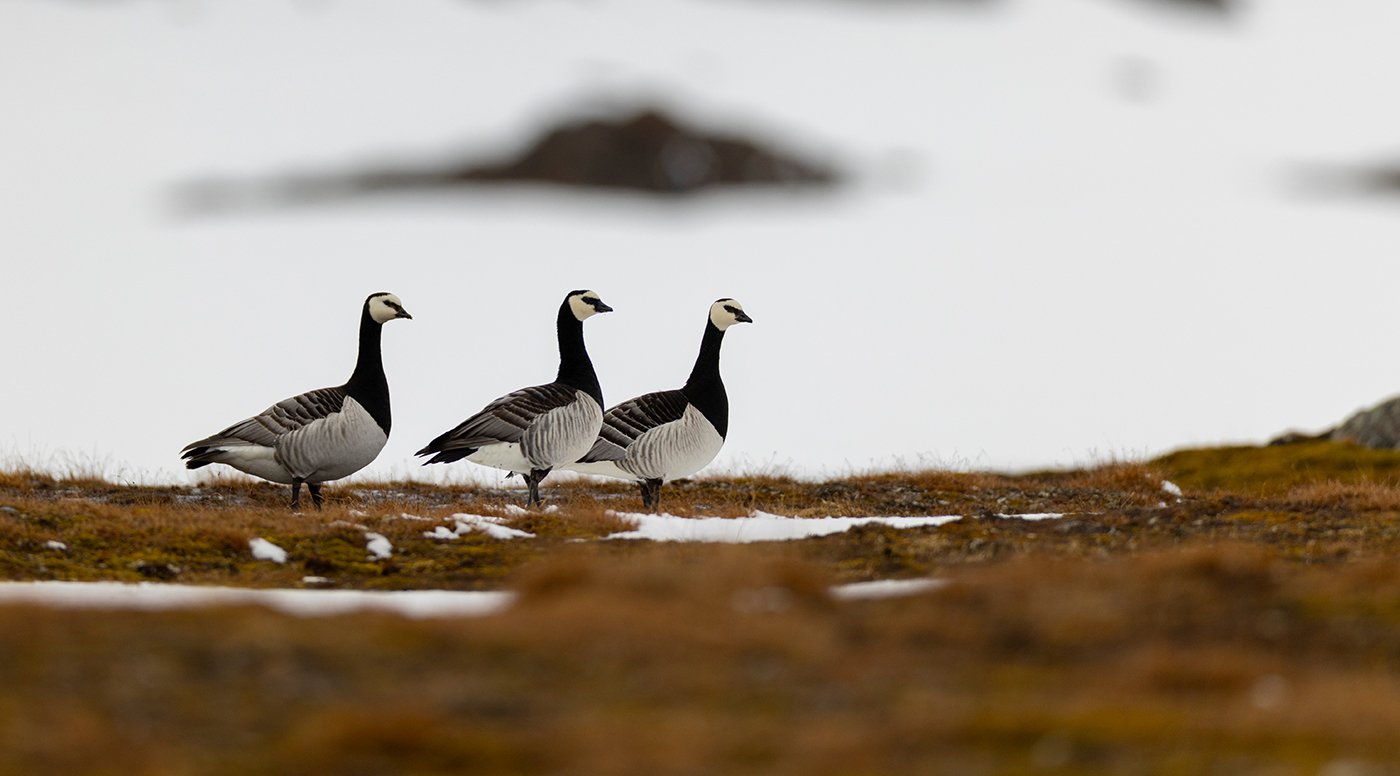 Weißwangengans Nonnengans Branta leucopsis Juni 2025 Spitzbergen