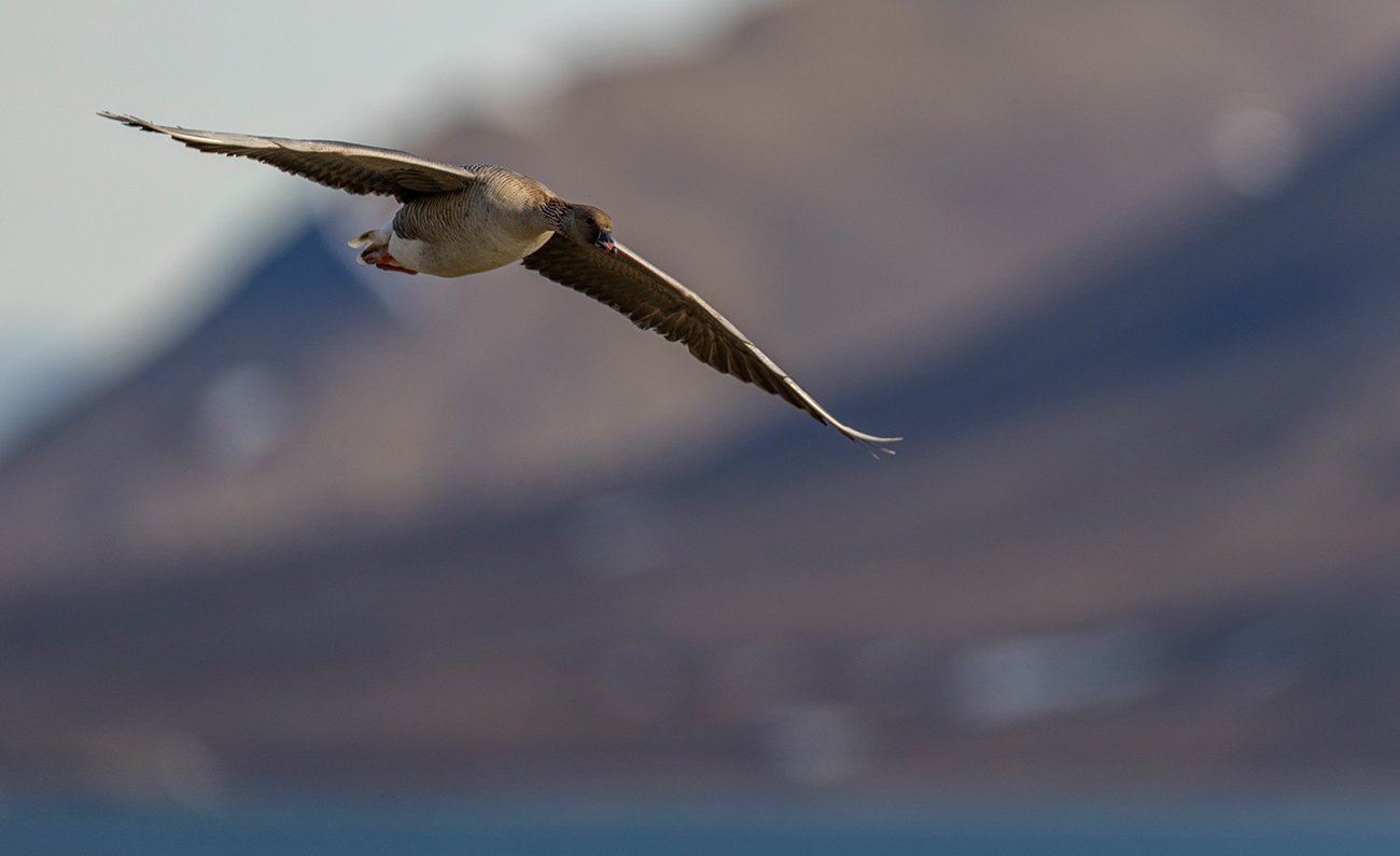 Kurzschnabelgans Anser brachyrhynchus Juni 2025 Spitzbergen
