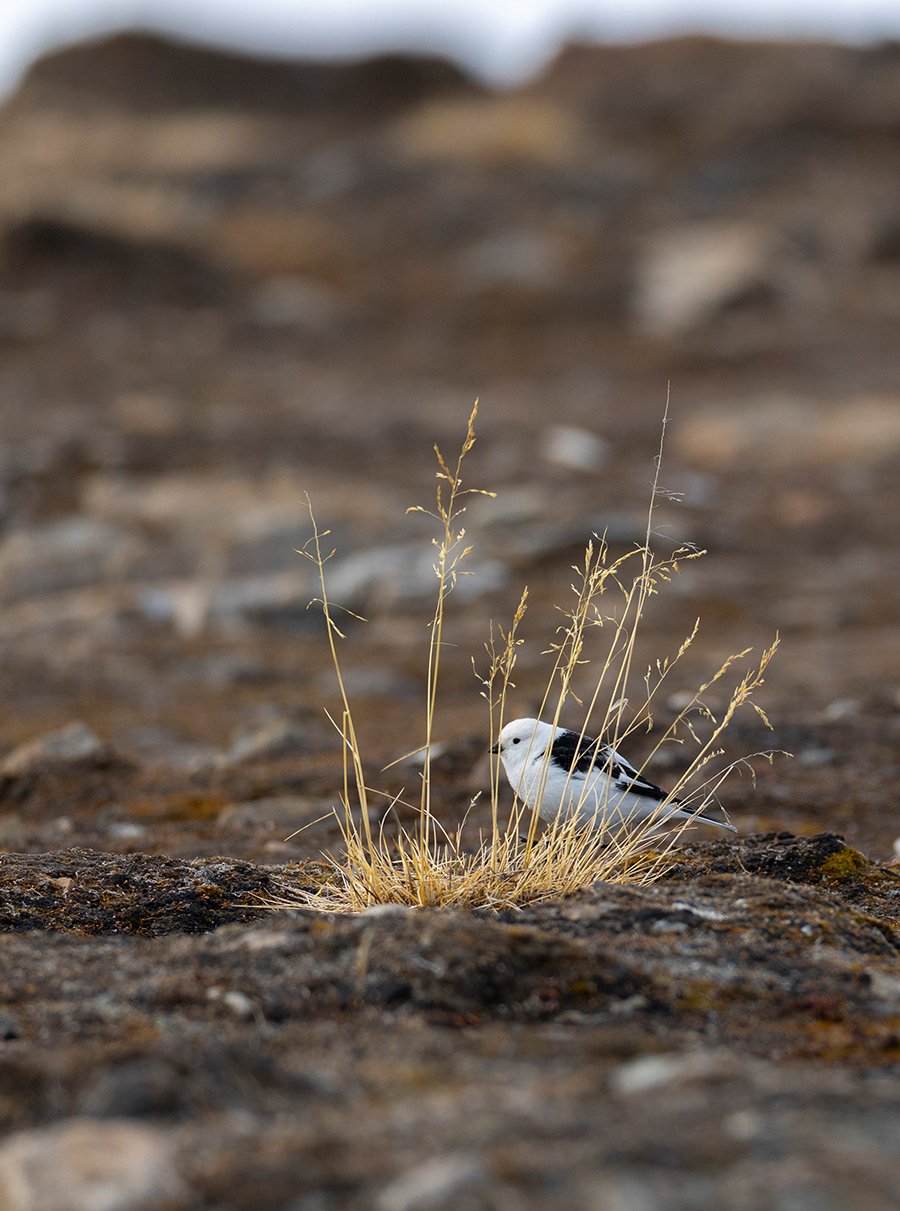 Schneeammer Plectrophenax nivalis Canon R 5 II 4,5 / 600 mm 1 / 2500 sec ISO 640 30.05.2025 9:47 Uhr Spitzbergen
