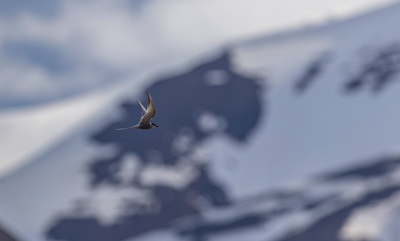 Küstenseeschwalbe Sterna paradisaea Juni 2025 Spitzbergen