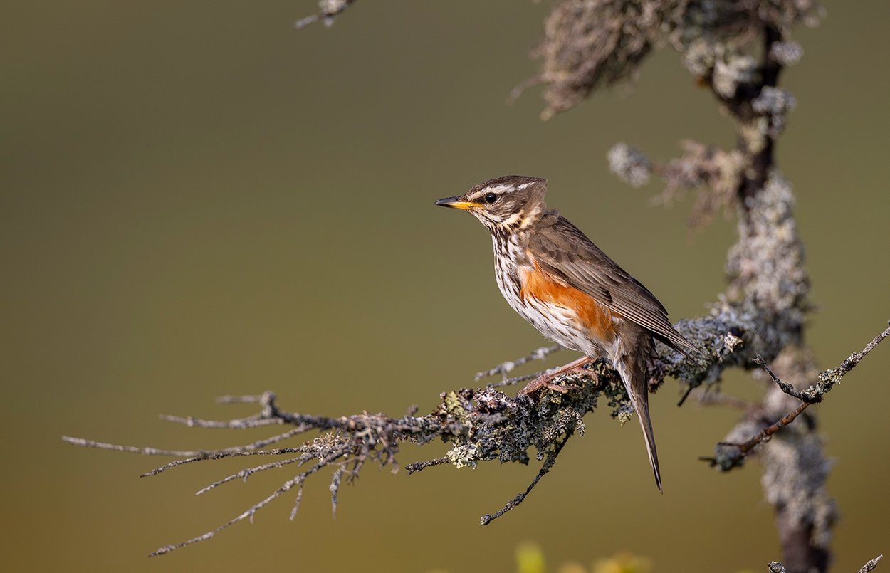 Rotdrossel Turdus iliacus Juni 2025 Norwegen