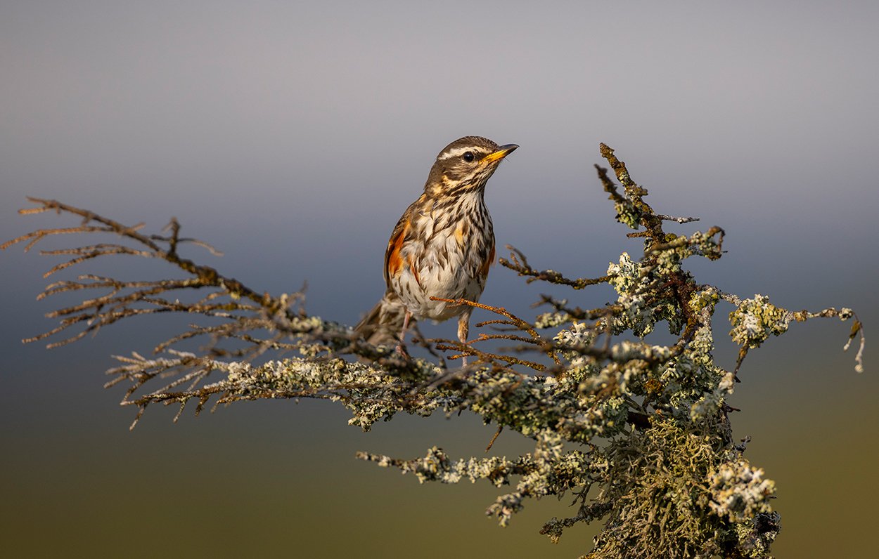 Rotdrossel Turdus iliacus Norwegen