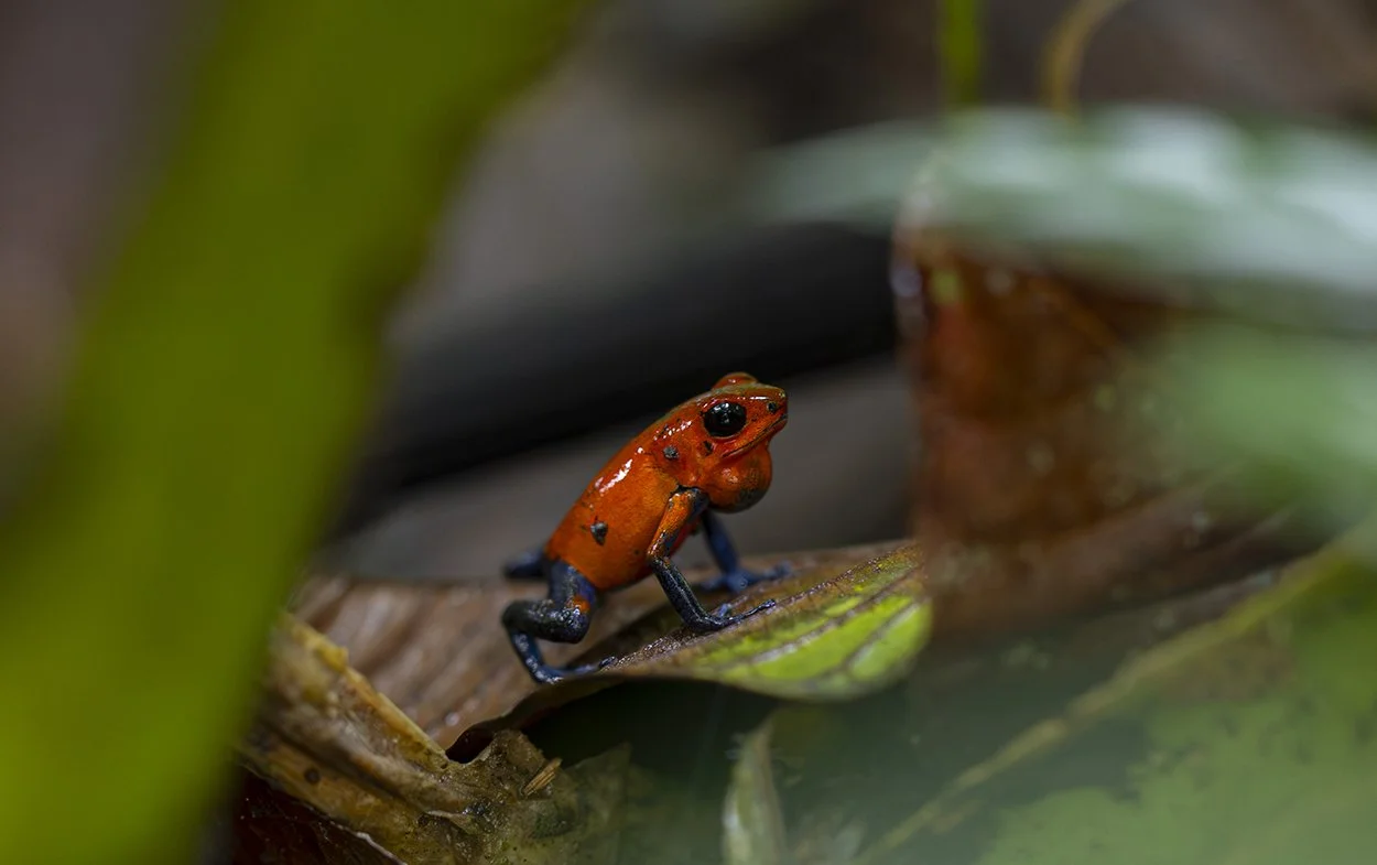 Erdbeerfrosch Oophaga pumilio Costa Rica 2024