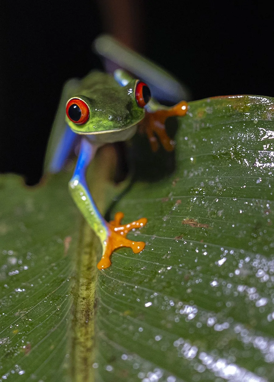 Rotaugenlaubfrosch Agalychnis callidryas Costa Rica 2024