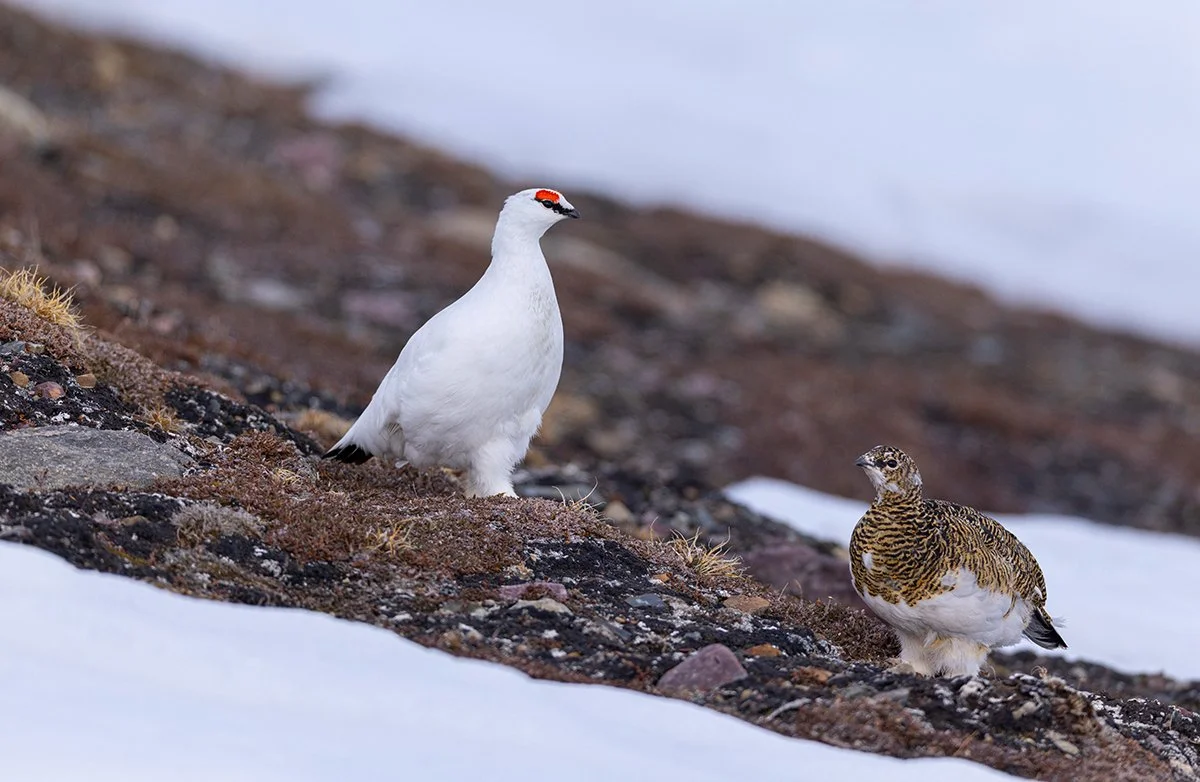 Alpenschneehuhn Lagopus muta Spitzbergen 2025