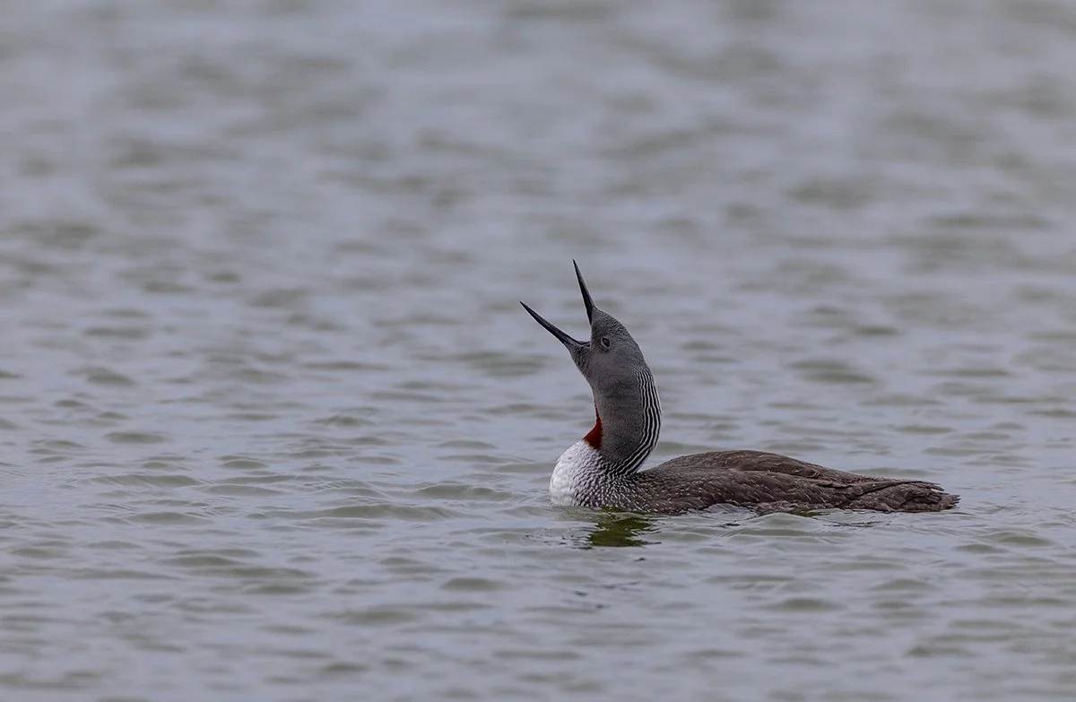 Sterntaucher Gavia stellata Spitzbergen 2025