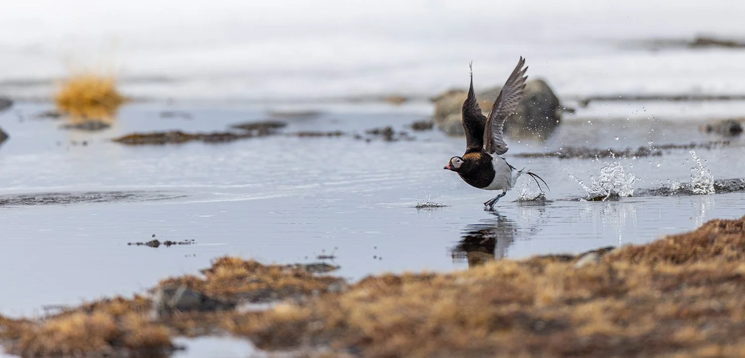 Eisente Clangula hyemalis Spitzbergen 2025