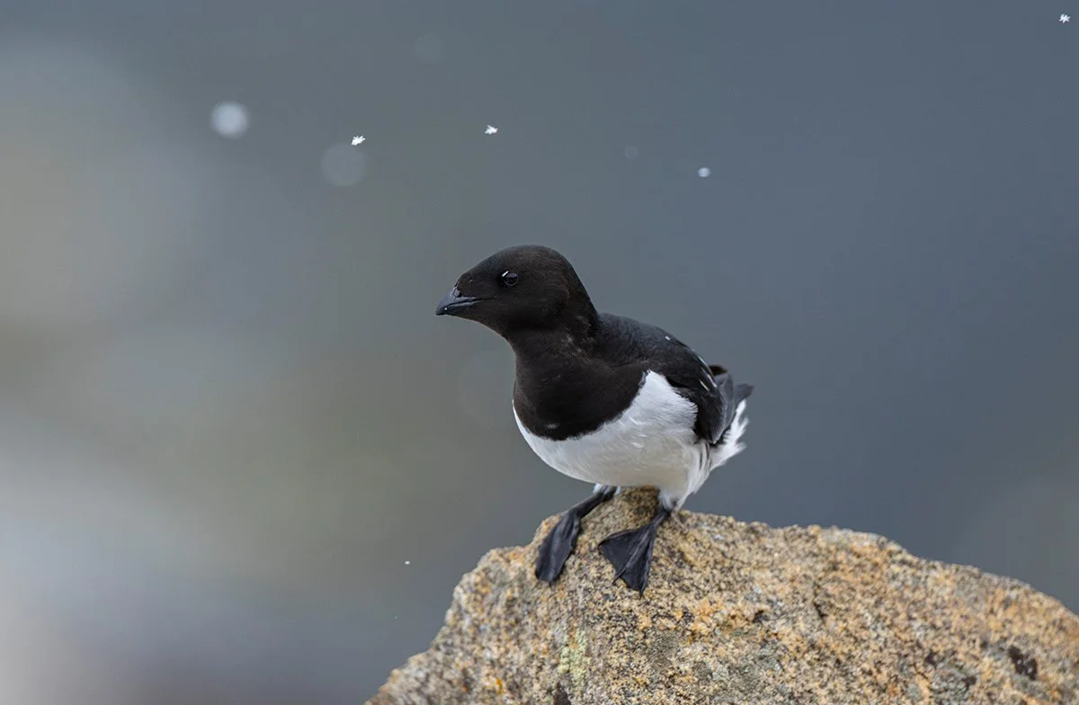 Krabbentaucher Alle alle Spitzbergen 2025