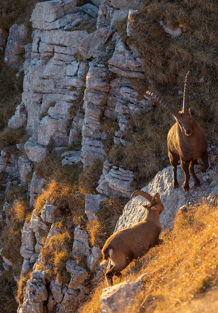  Da traut sich ein Halbstarker an den Beherrscher des Chäserrugg ran.  Canon R3  2,8 / 100 mm  1 / 400 sec  ISO 400  18.10.2025  17:15 Uhr  Schweiz 