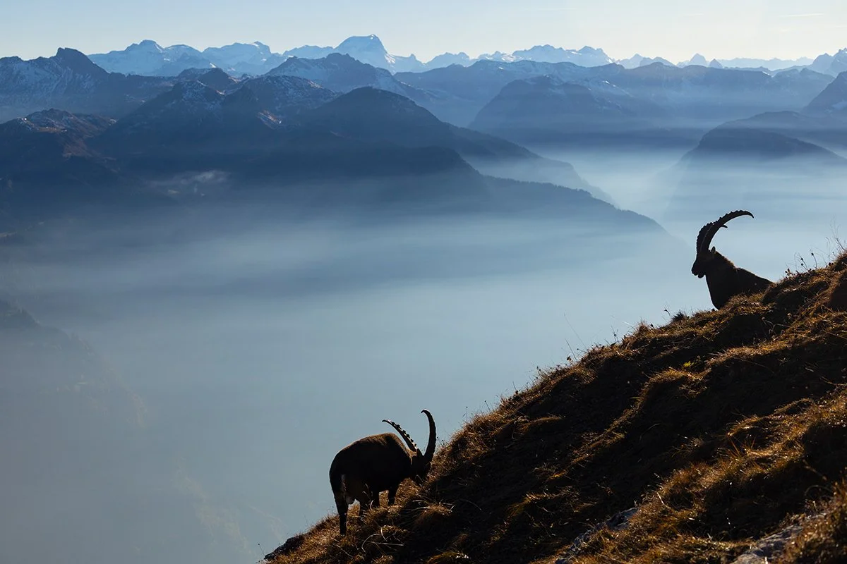  Man hat das Gefühl diese majestätischen Tiere genießen die Aussicht. 