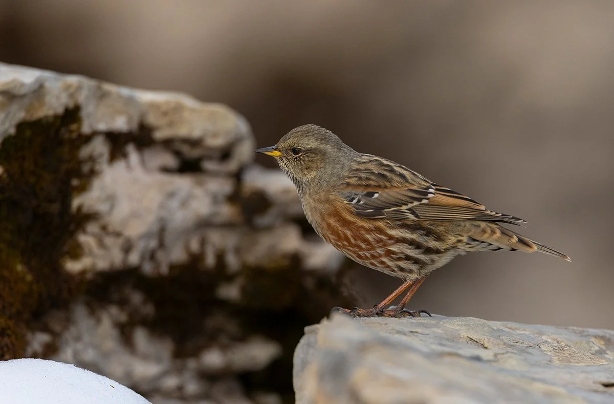  Alpenbraunelle   Prunella collaris    Oktober 2025  