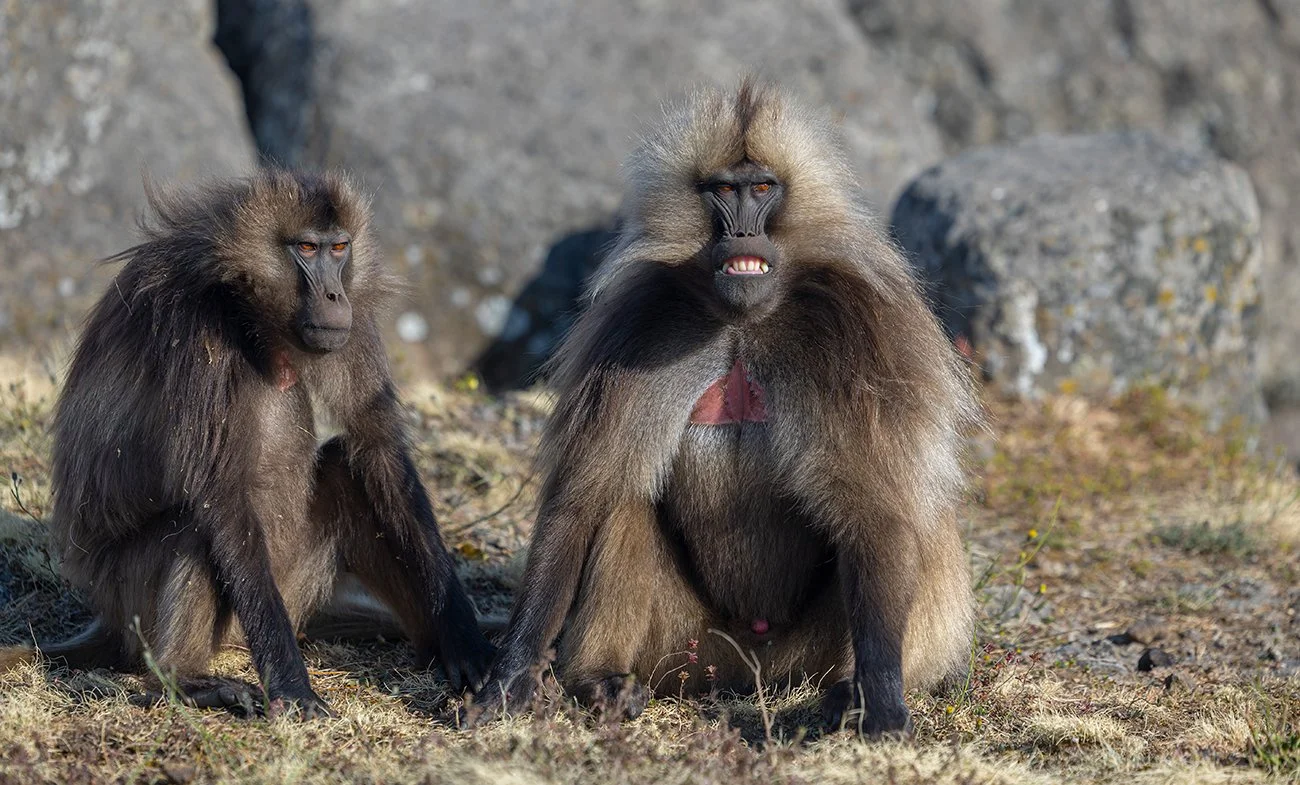  Dschelada   Theropithecus gelada    Simien Gebirge    endemisch    3800 m üN    Januar 2026  