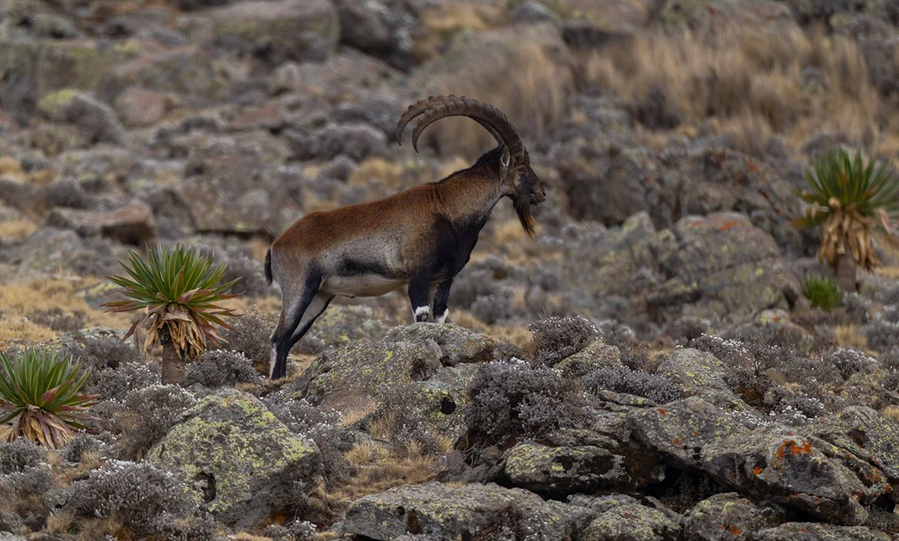  Äthiopischer Steinbock   Capra walie    Simien Gebirge    endemisch    4500 m üN    Januar2026  