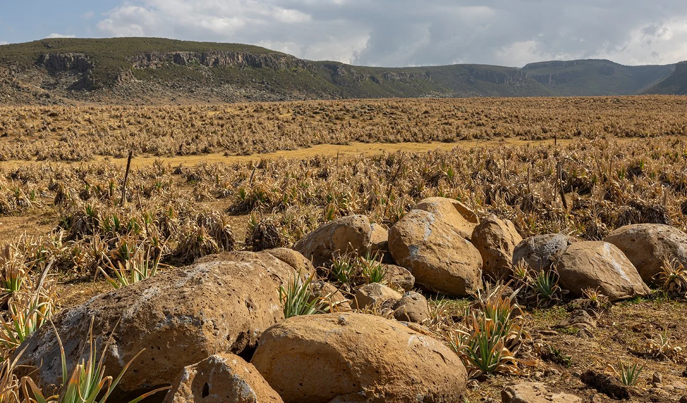  Großes Hochplateau voller Fackellilien, Kniphofia foliosa  extrem hohe Nagetierdichte  3800 m üN  Januar 2026 