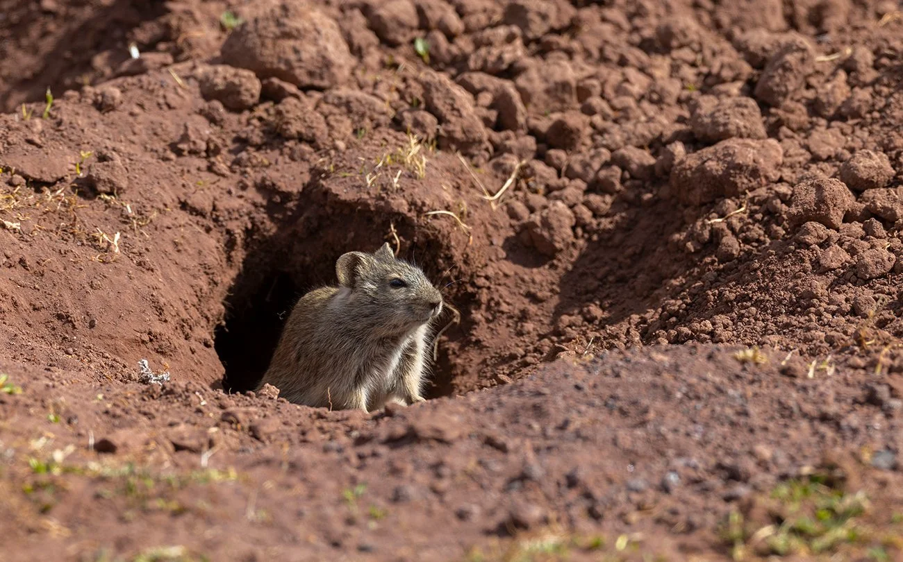  Bürstenhaarmaus   Lophuromys    Januar 2026  