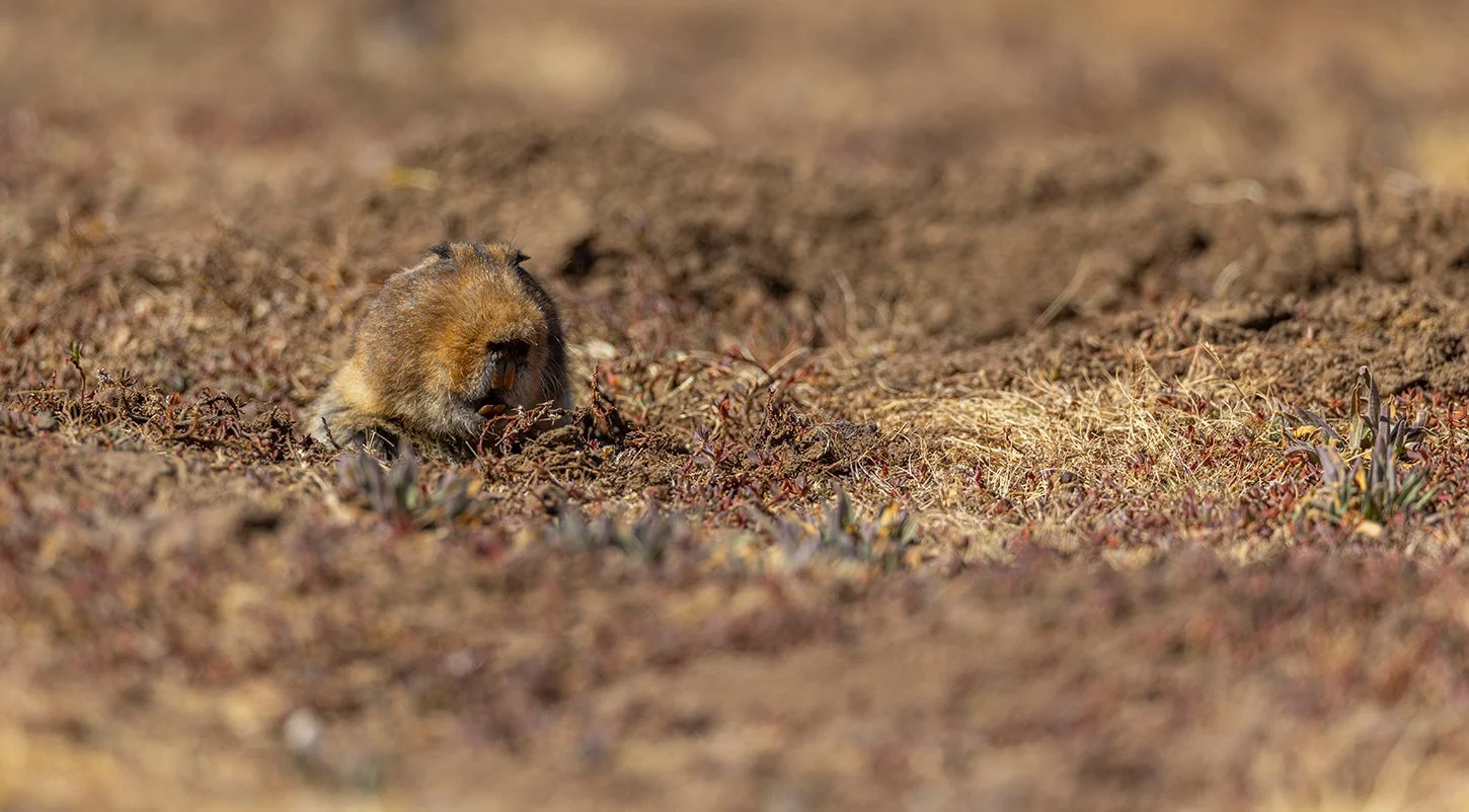  Riesen Maulwurfsratte   Tachyoryctes macrocephalus    endemisch    Bale Berge    Masse bis 1 Kg    Januar 2026  