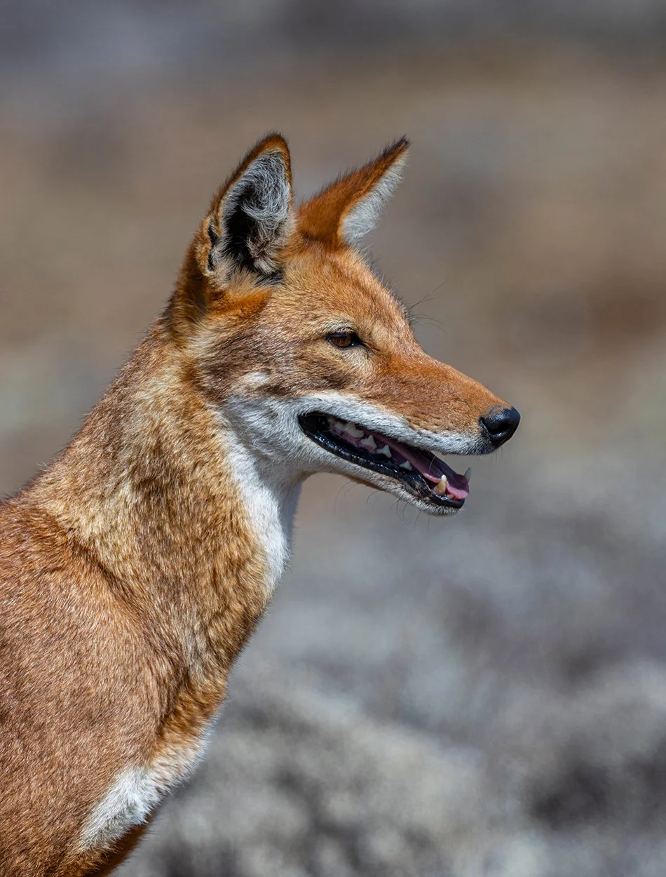  Äthiopischer Wolf   Canis simensis    Bale Berge    4200 m üN    endemisch    seltenster Wolf weltweit    Masse von 20 Kg    96 % der Nahrung sind Nager    Canon R5 II    5,6 / 600 mm    1 / 1250 sec    ISO 200    12:56 Uhr    28.01.2026      