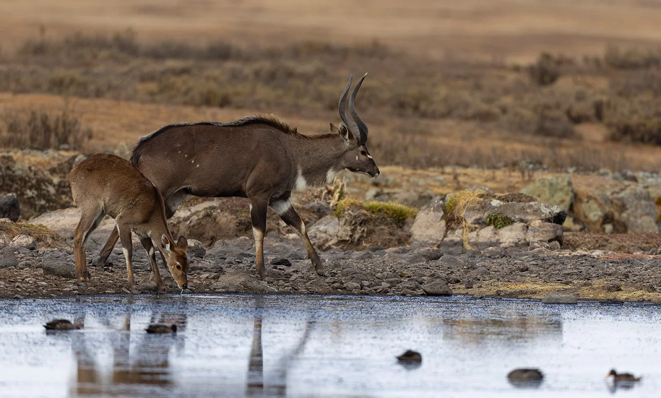  Bergnyala   Tragelaphus buxtoni    endemisch    erst 1908 entdeckt    Bale Berge    3600 m üN    Januar 2026  