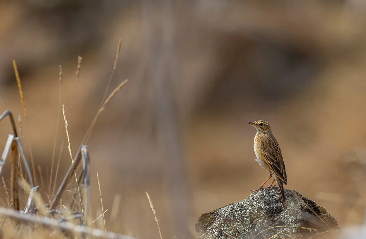  Goldhalspieper   Macronyx flavicollis    endemisch    Bale Berge  