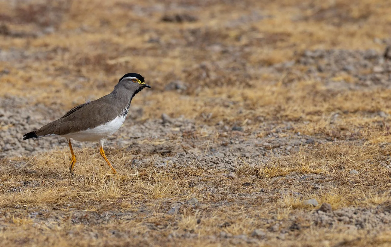  Strichelbrustkiebitz   Vanellus melanocephalus    endemisch    Bale Berge  
