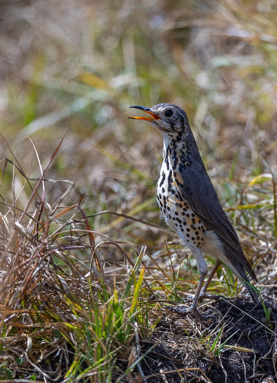  Akazien Drossel   Turdus litsitsirupa  