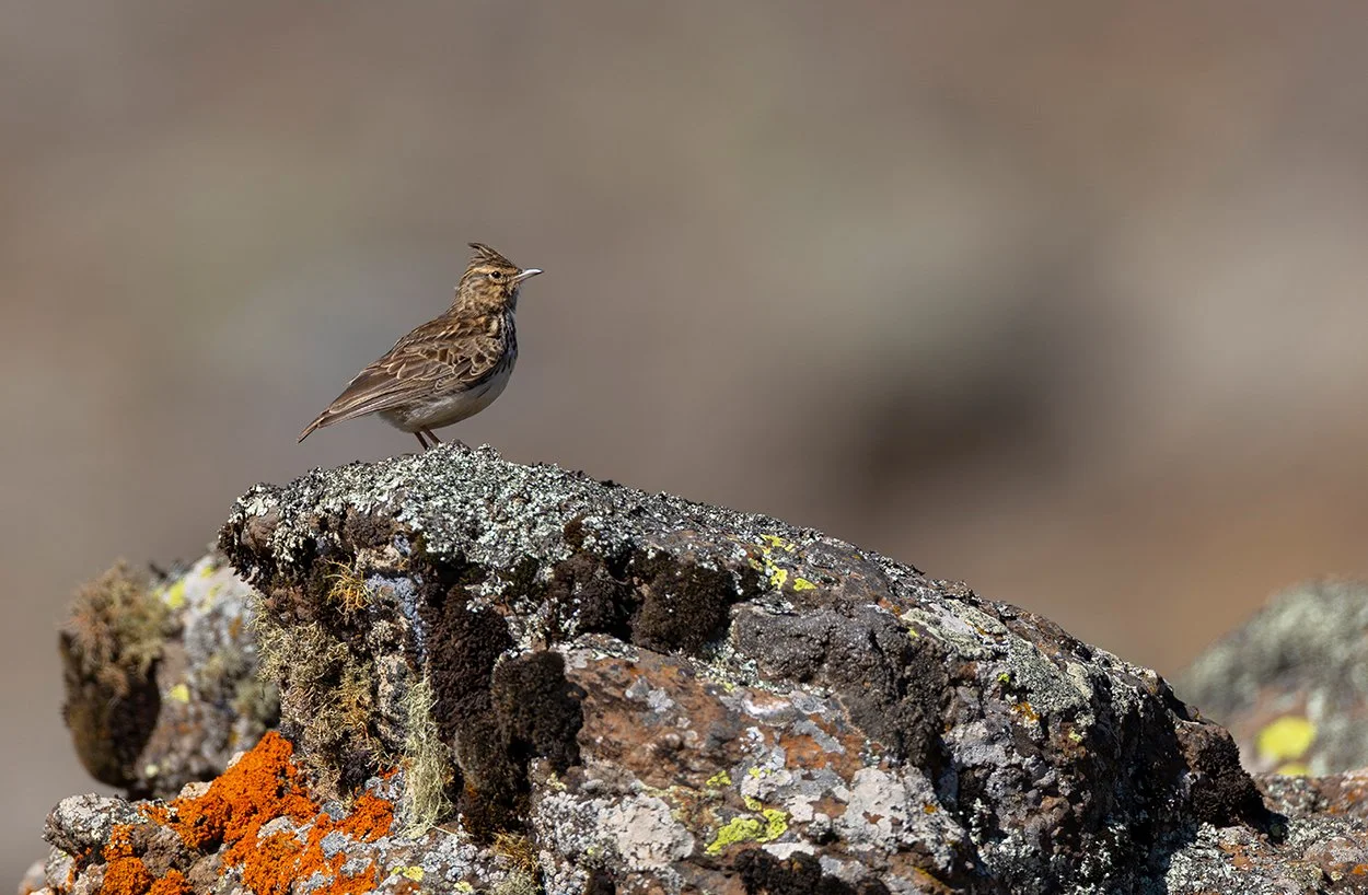  Theklalerche   Galerida theklae    Bale Berge    4000 m üN    Januar 2026  