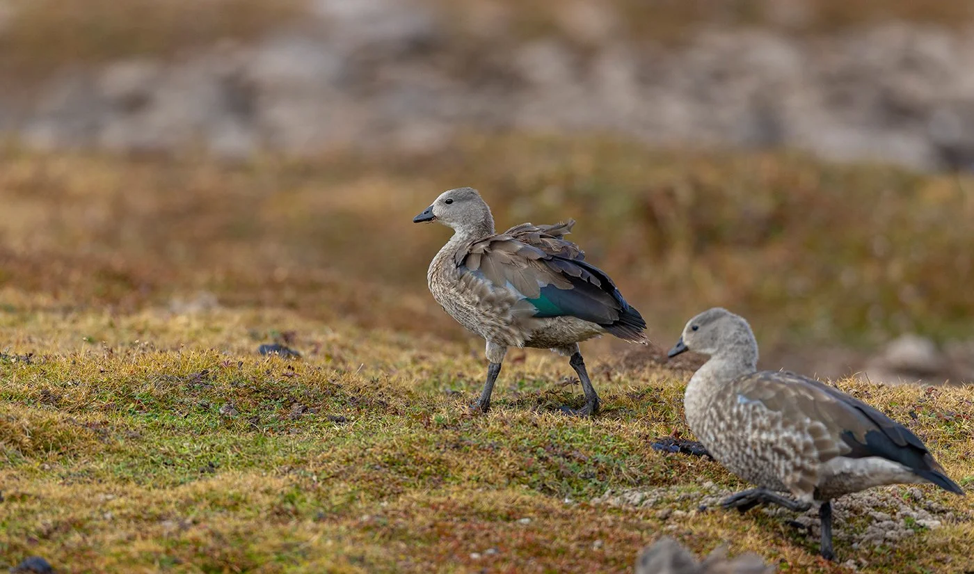  Blauflügelgans   Cyanochen cyanopterus    endemisch  