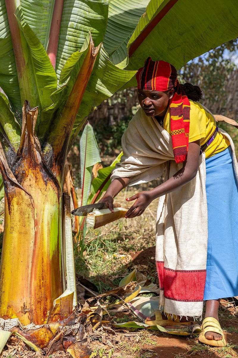  Die Dorze nutzen die Zierbanane um Teig herzustellen. 