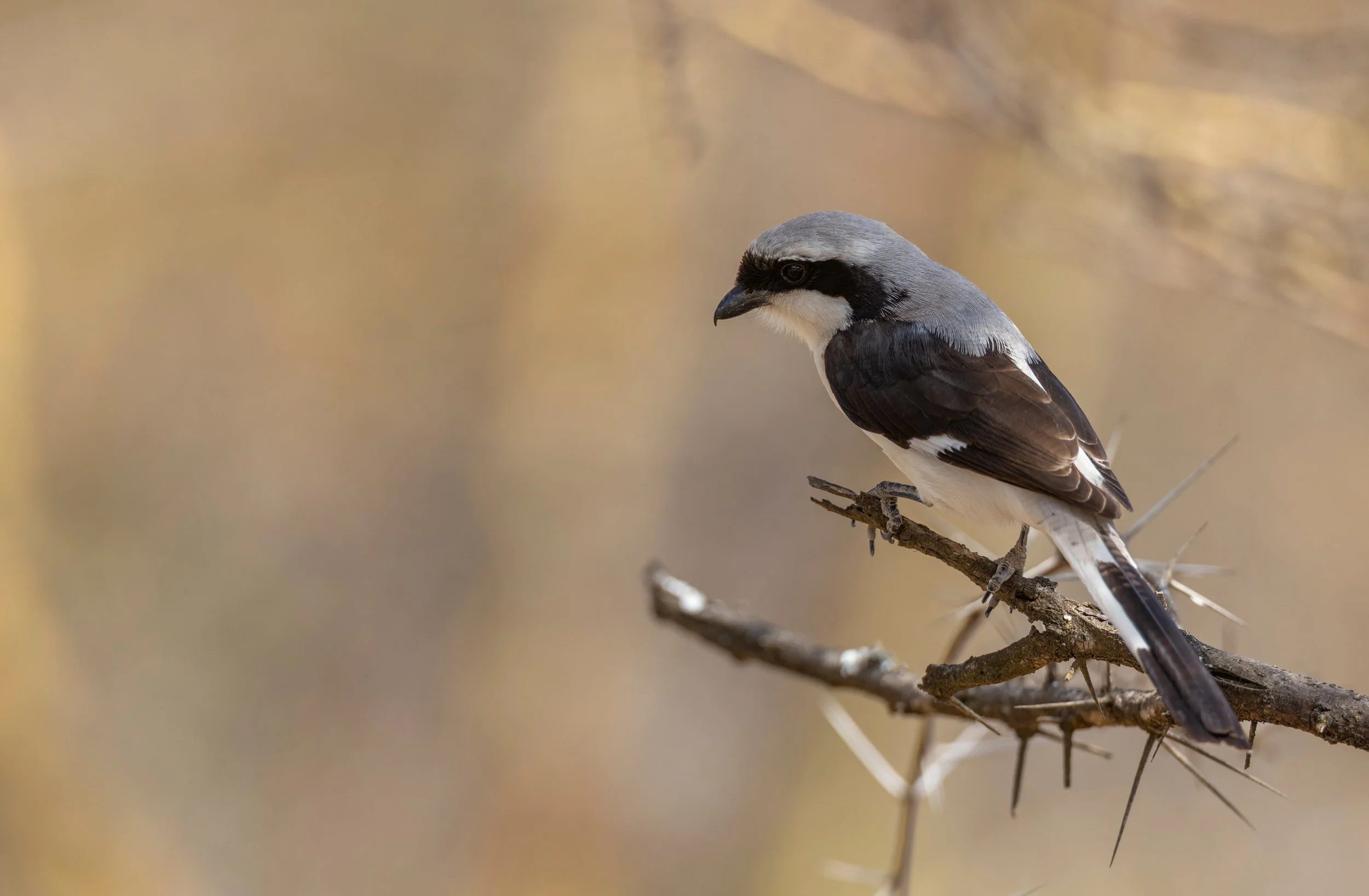  Graumantel Würger   Lanius excubitoroides  