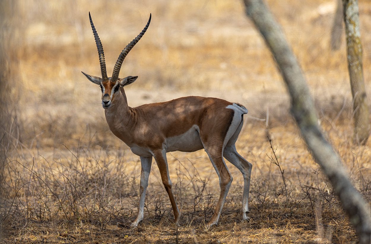  Südliche Grantgazelle   Nanger granti  