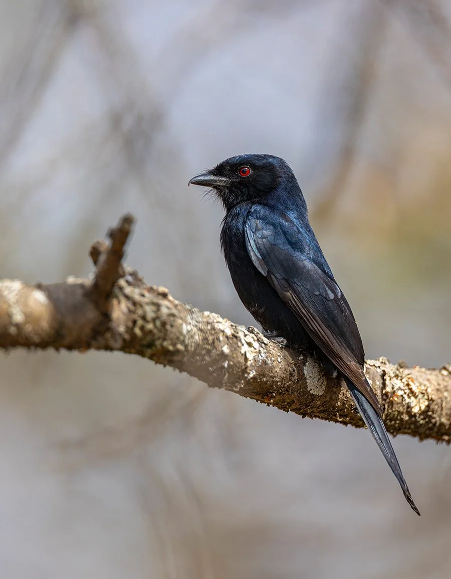  Schwarzwürger   Laniarius leucorhynchus  