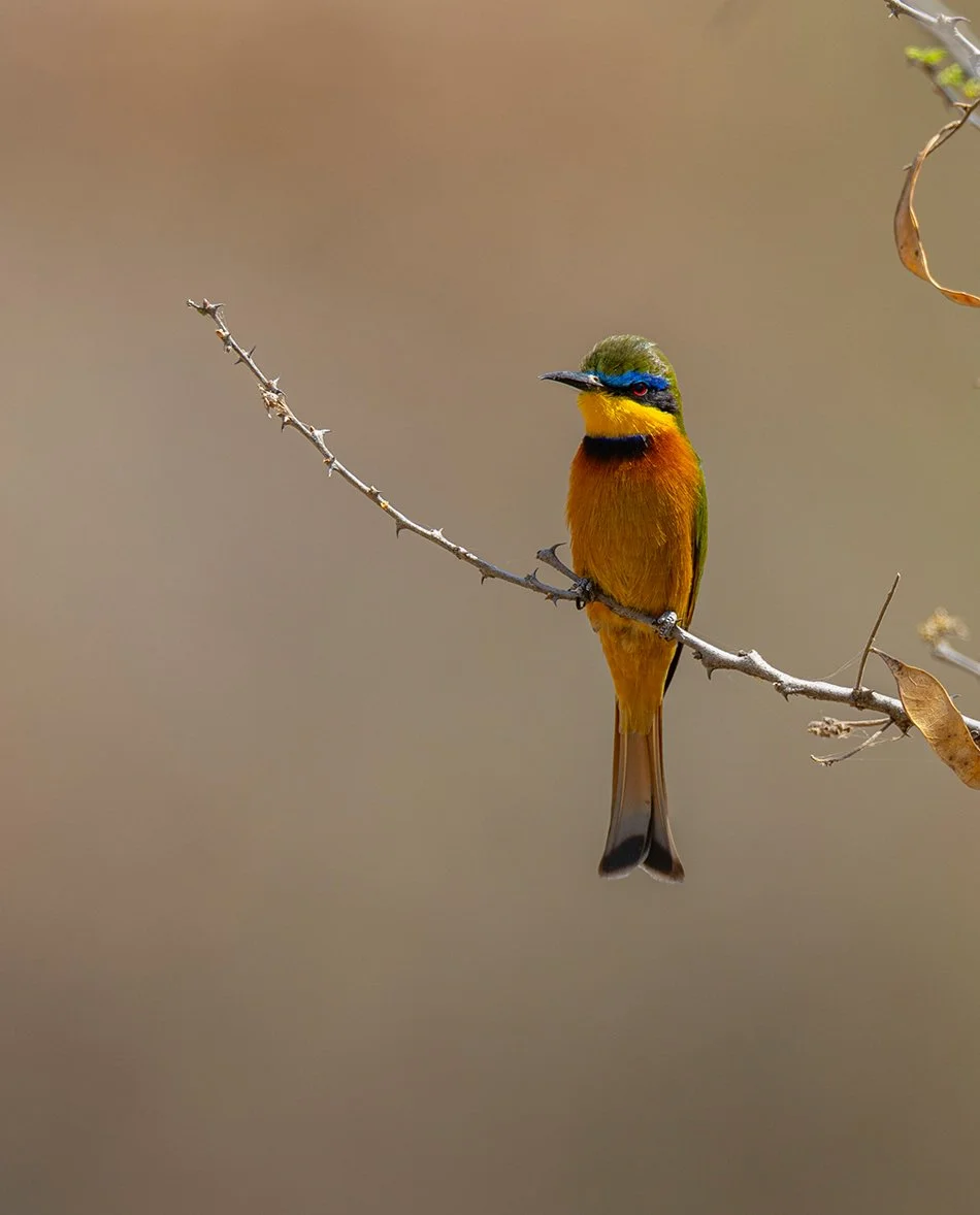  Hochlandspint  Merops lafresnayii   